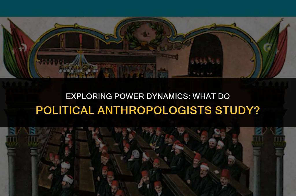 what do political anthropologist study