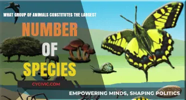 Diverse Species: Insects Rule the Animal Kingdom