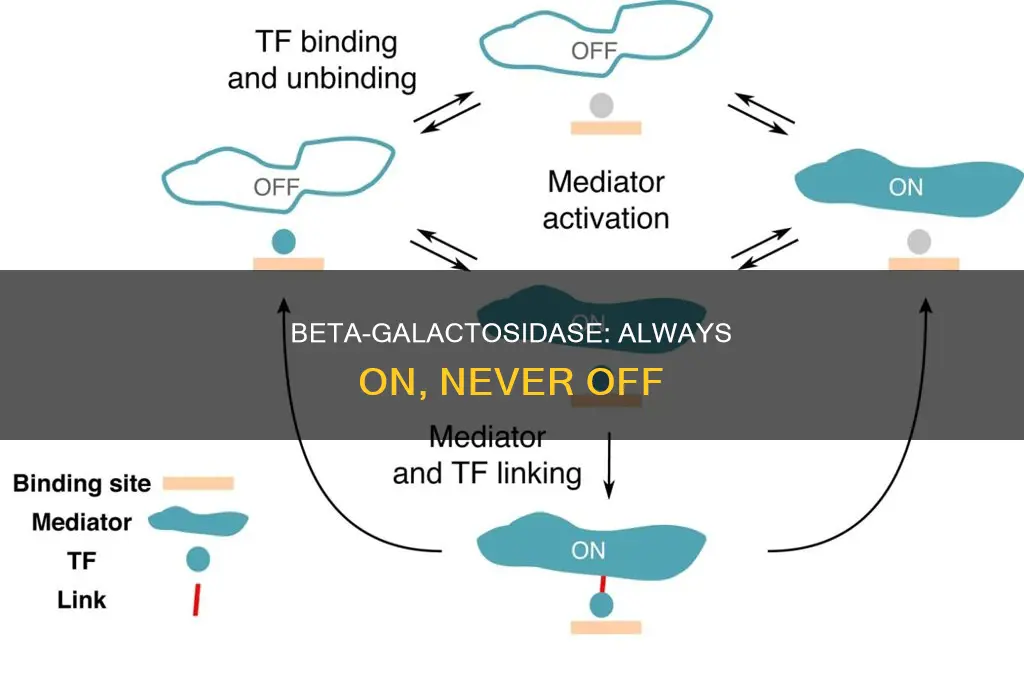 what happens if beta-galactosidase was a constitutive enzyme