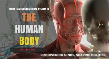 Human Body's Constitutional System: Understanding the Basics
