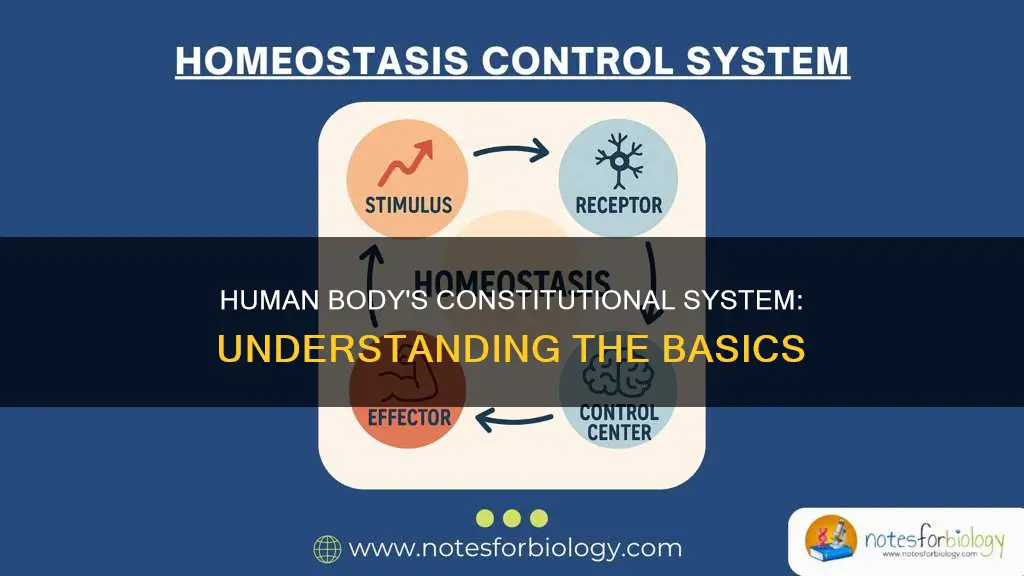 what is a constitutional system in the human body
