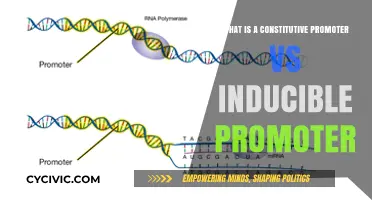 Constitutive vs Inducible Promoters: Understanding Gene Expression