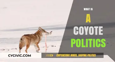 Understanding Coyote Politics: A Comprehensive Guide to Its Meaning and Impact