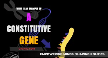 Constitutive Genes: Examples and Their Functions