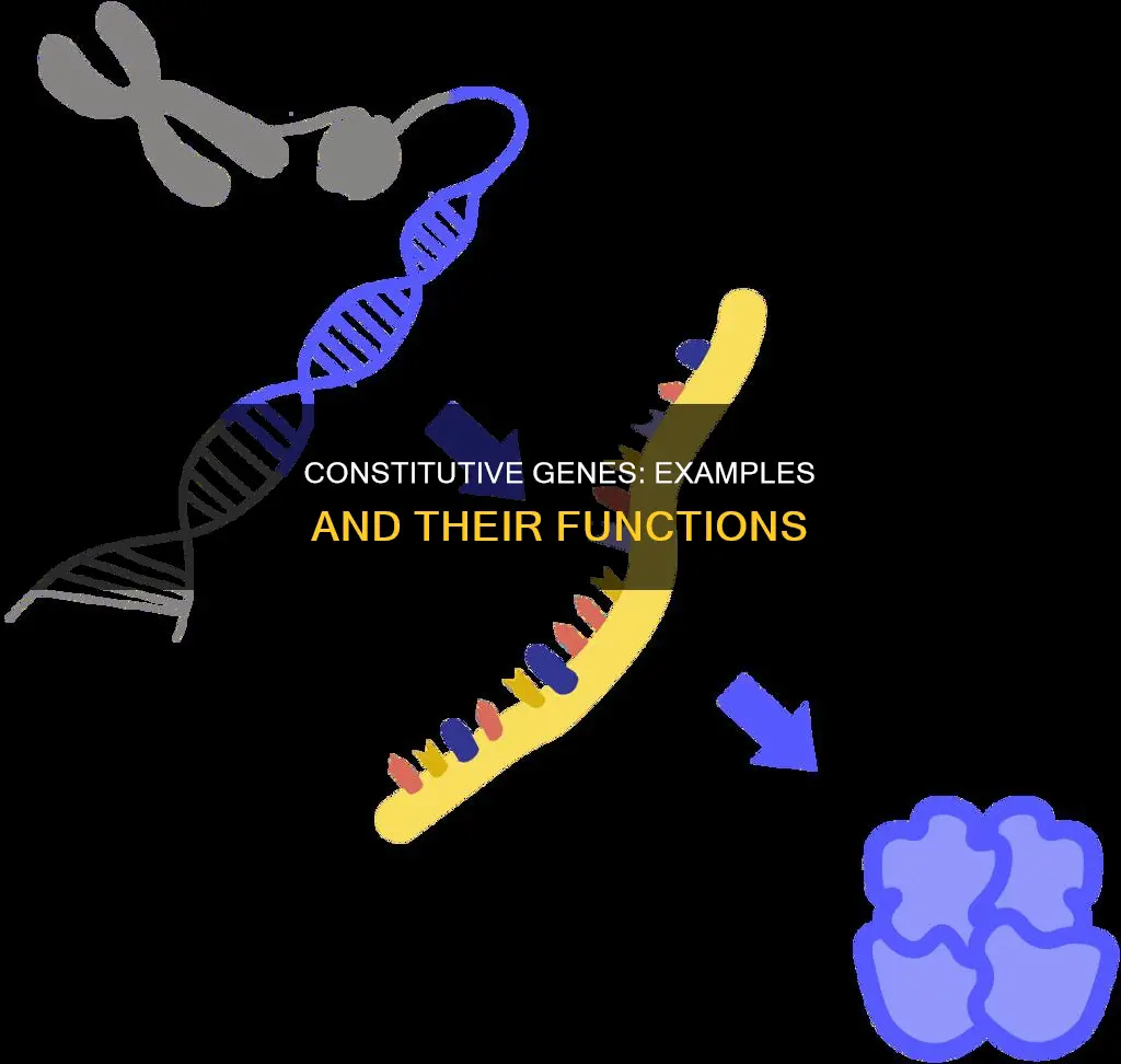 what is an example of a constitutive gene