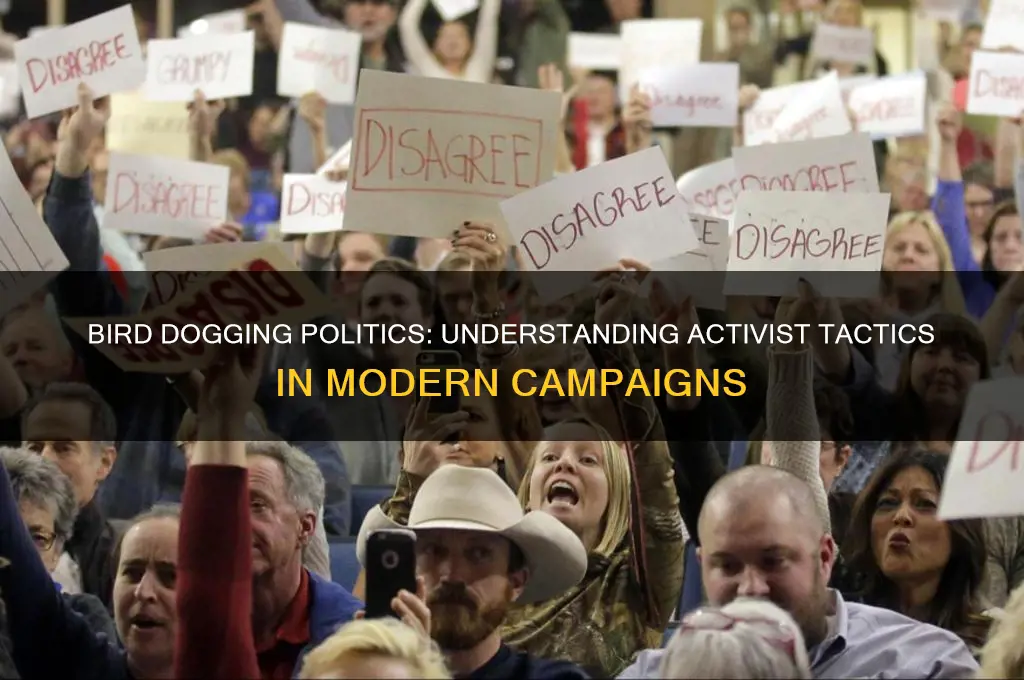 what is bird dogging politics