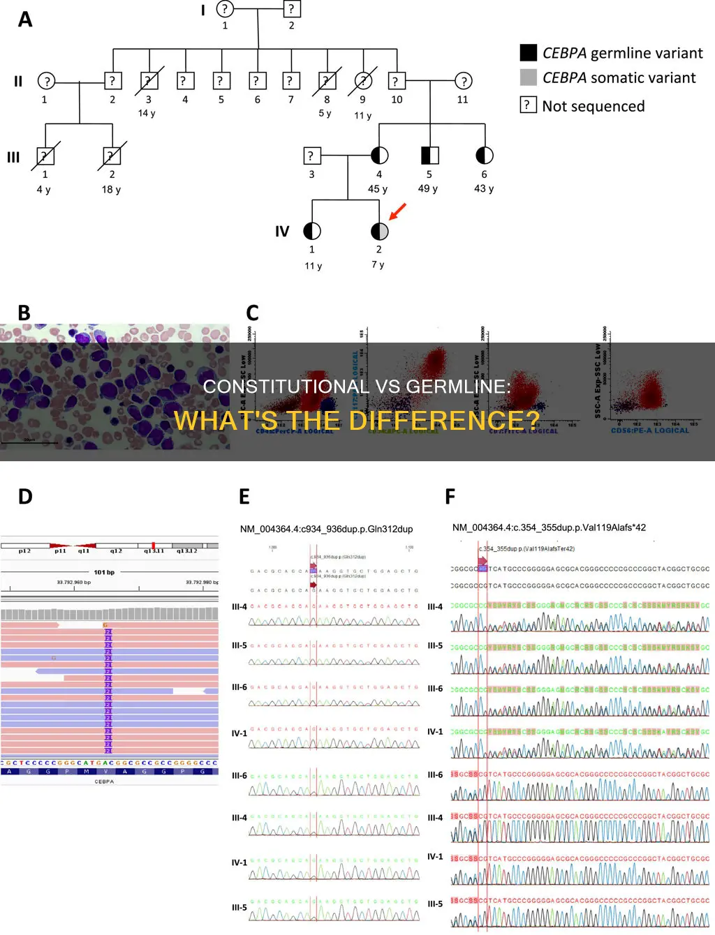 what is difference between constitutional mutation and germline mutation