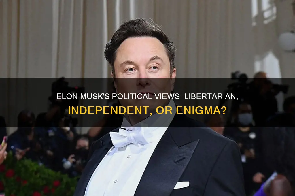 what is elon musk political