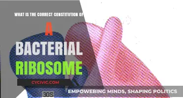 Bacterial Ribosomes: Unraveling the Complex Machinery