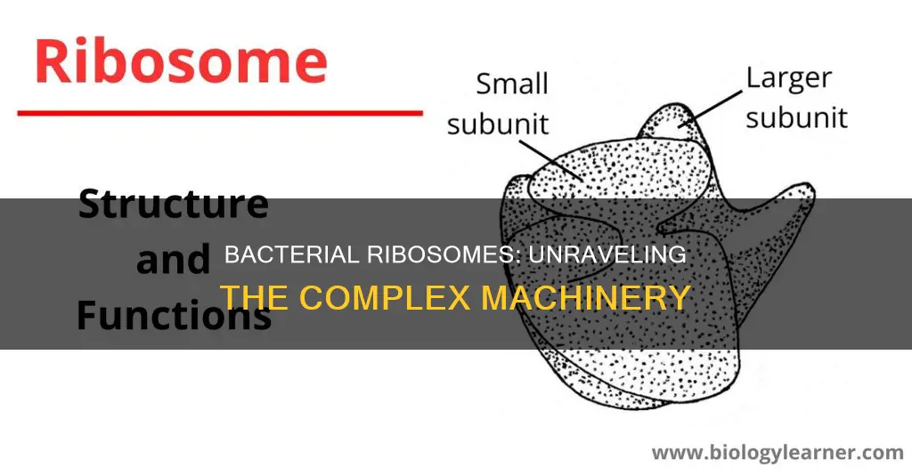 what is the correct constitution of a bacterial ribosome