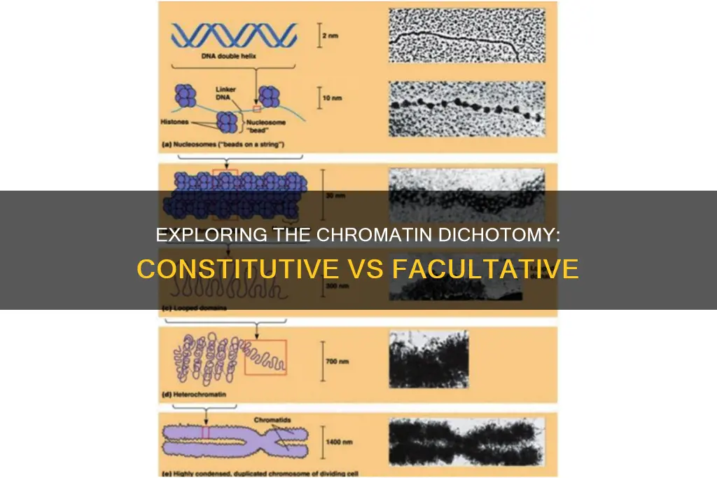 what is the difference between constitutive and facultative heterochromatin