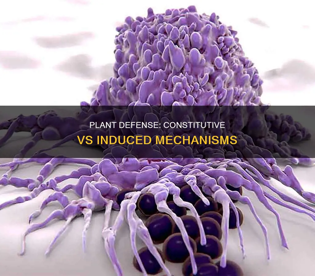 what is the difference between constitutive and induced plant defense