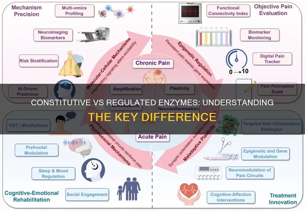 what is the difference between constitutive and regulated enzyme