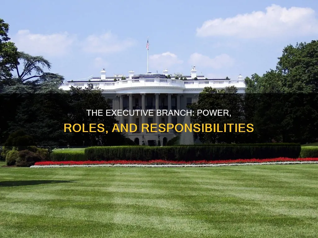 what is the executive branch and what does it do