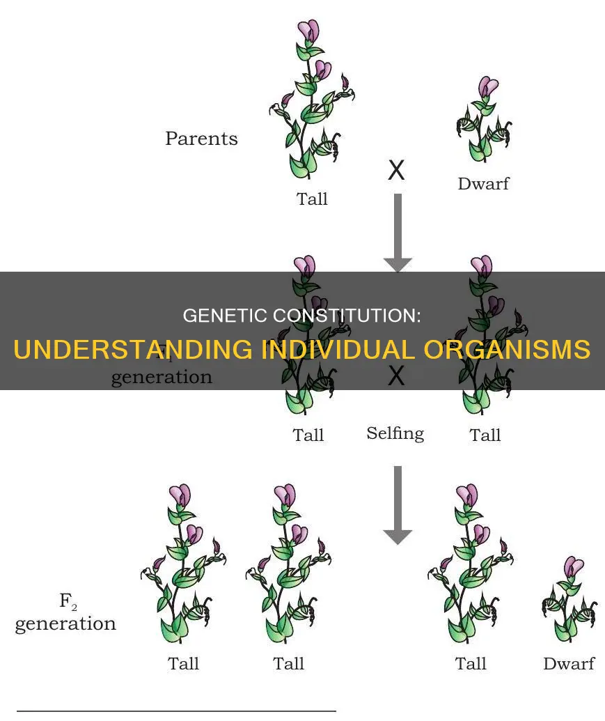 what is the genetic constitution of an individual organism