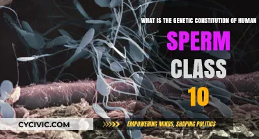 Human Sperm: Genetic Makeup Explained