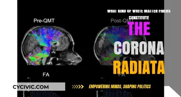 Exploring Corona Radiata's White Matter Fibers
