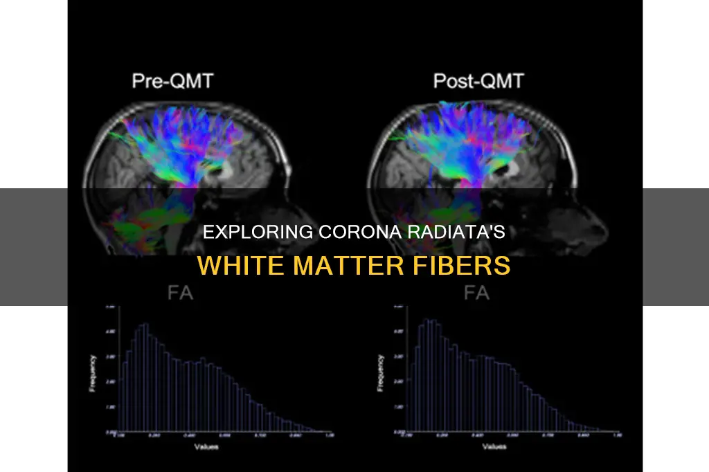 what kind of white matter fibers constitute the corona radiata