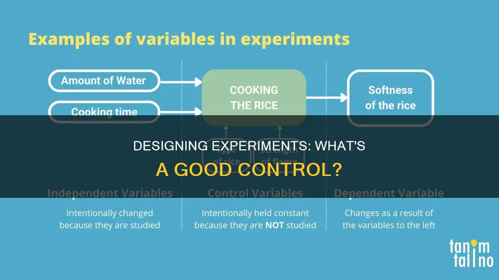 what might constitute an appropriate control in this experimental design