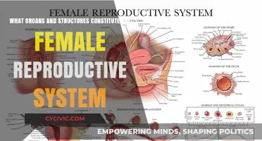 The Female Reproductive System: Organs and Structures Explained