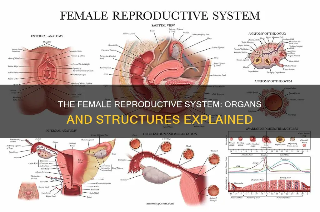 what organs and structures constitute the female reproductive system