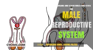 Male Reproductive System: Organs and Structures Explained