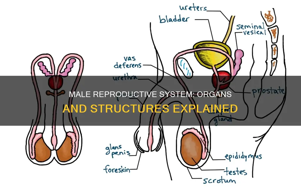what organs and structures constitute the male reproductive system