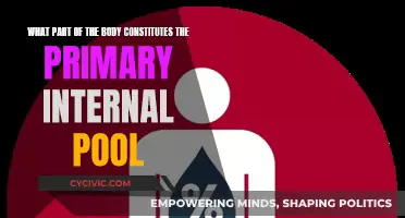 The Body's Internal Fluid Pool: Understanding its Primary Constituents
