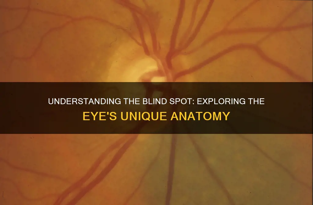 what part of the eye constitutes the blind spot