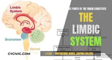 The Limbic System: Brain's Emotional and Memory Center