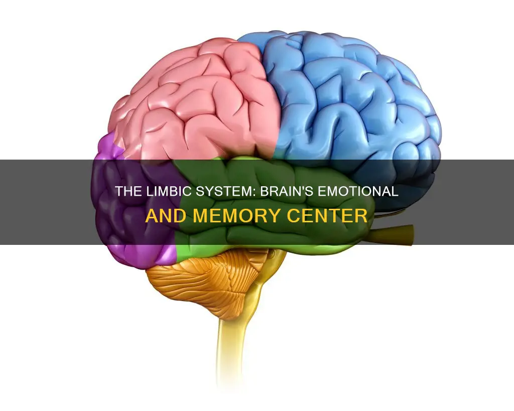 what parts of the brain constitute the limbic system