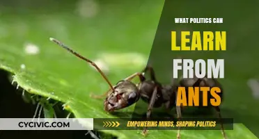 Nature's Tiny Politicians: What Ants Can Teach Us About Governance