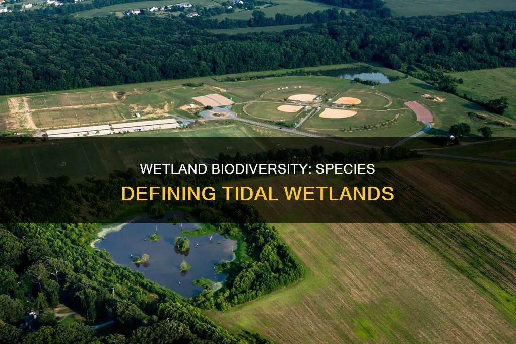 what species must be present to constitute a tidal wetland
