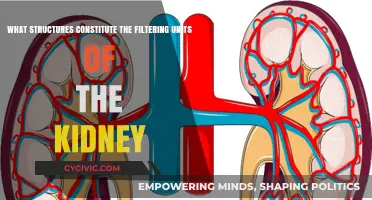 The Filtering Units of the Kidney: A Complex Structure