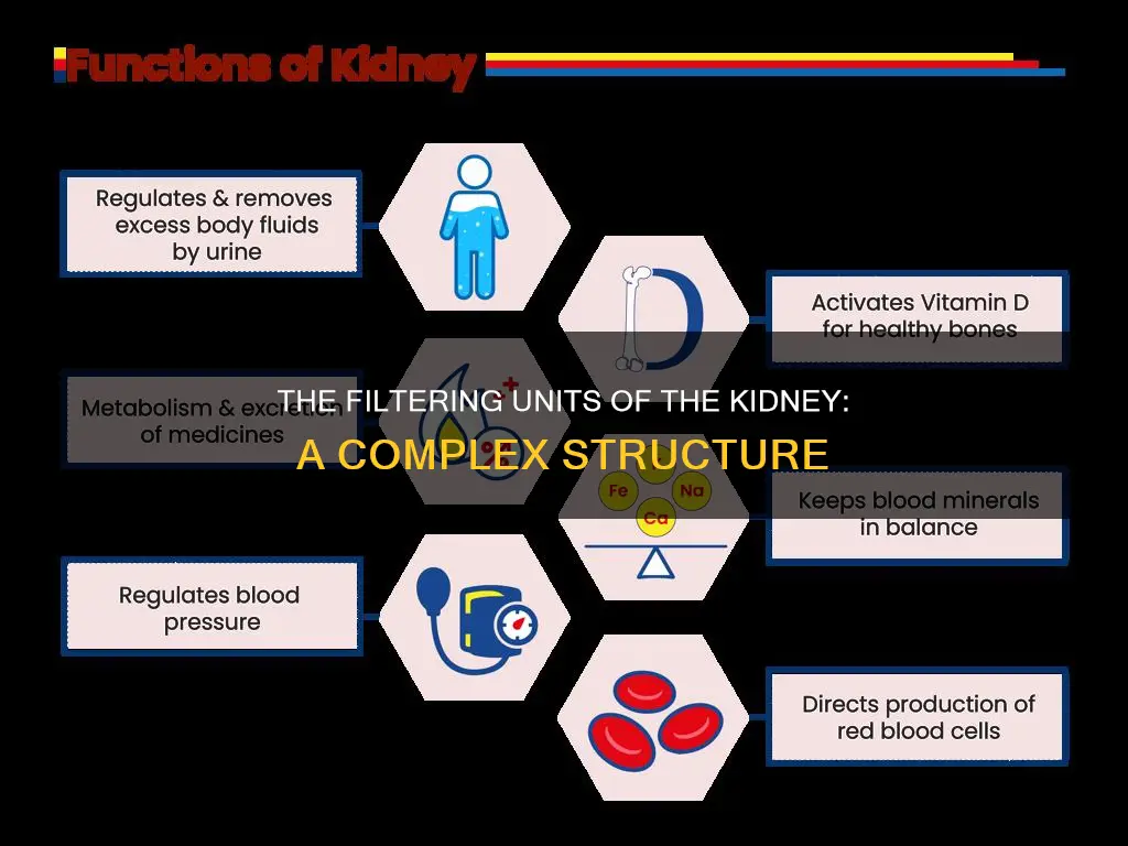 what structures constitute the filtering units of the kidney
