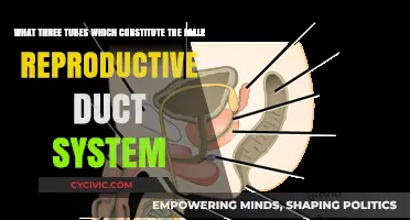 Male Reproductive System: Tubes and Their Functions