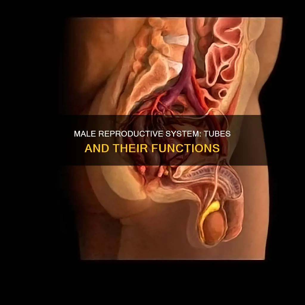 what three tubes which constitute the male reproductive duct system