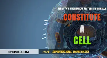 The Core Biochemical Features of a Cell