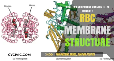 RBC Membrane Structure: Two Compounds, One Vital Function