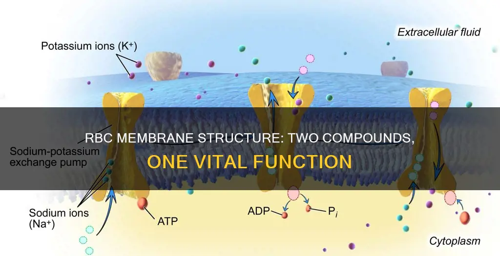 what two compounds constitute the principle rbc membrane structure
