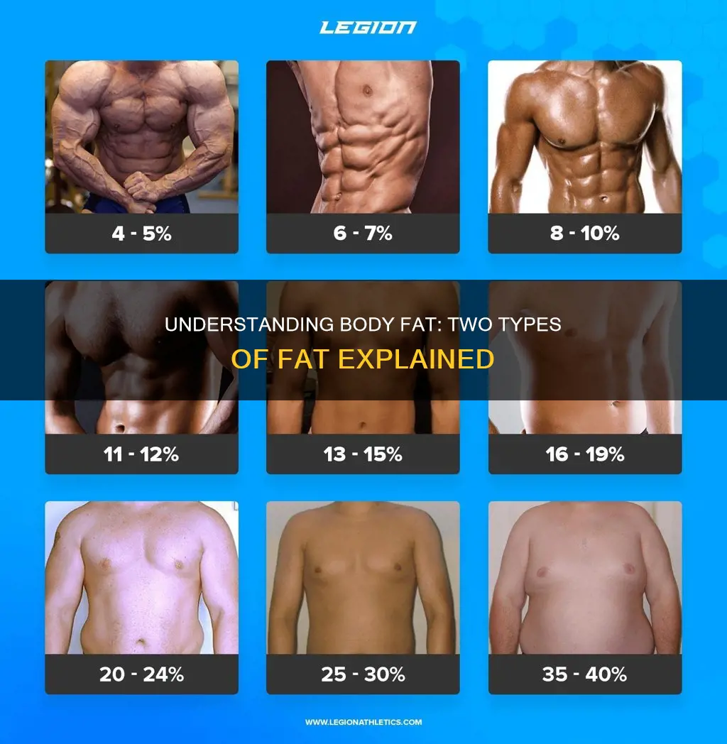 what two types of fat constitute body fat