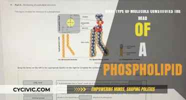 Phospholipid Heads: What Molecules Form Them?