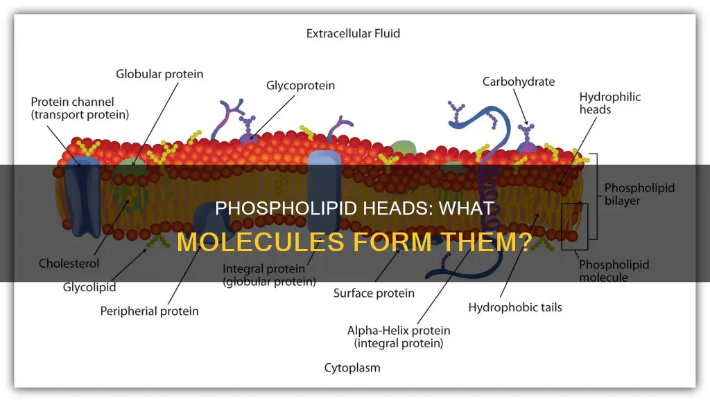 what type of molecule constitutes the head of a phospholipid
