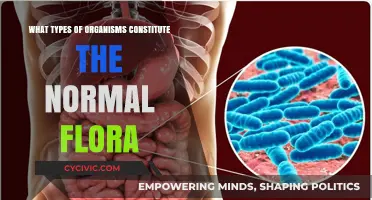 The Good Bacteria: Understanding Normal Flora