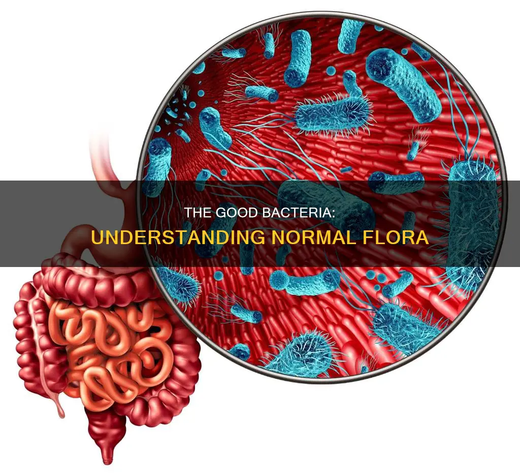 what types of organisms constitute the normal flora
