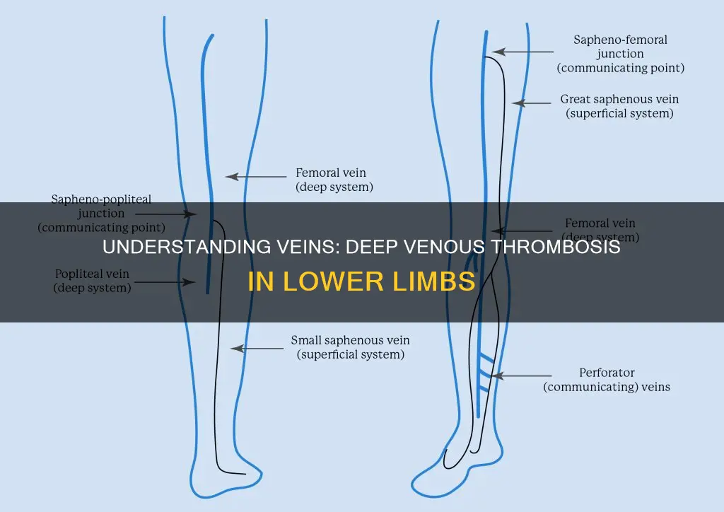 what veins constitute deep venous thrombosis lower extremity