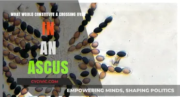 The Magic of Crossing Over in an Ascus