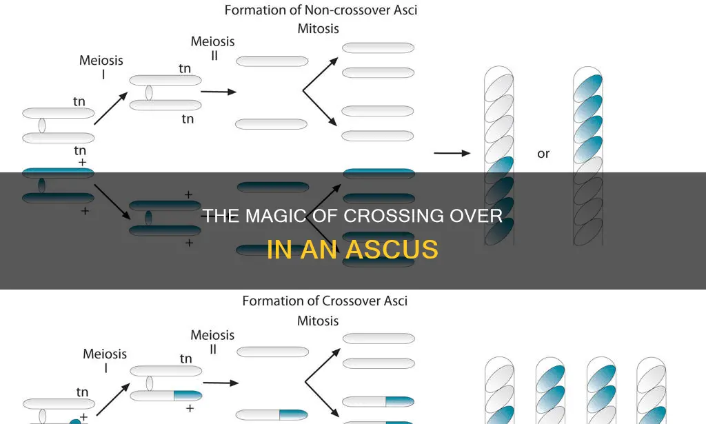 what would constitute a crossing over in an ascus