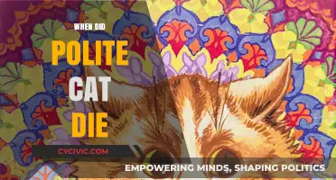 Remembering Polite Cat: The Day a Viral Sensation Passed Away