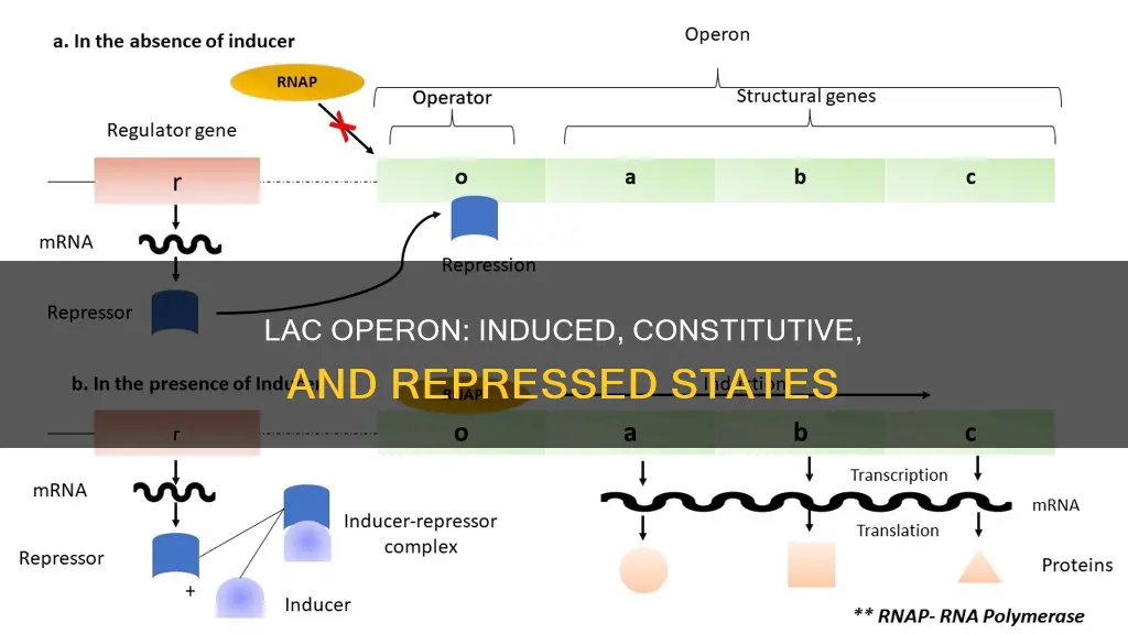 when is lac openon induced not induced constitutive
